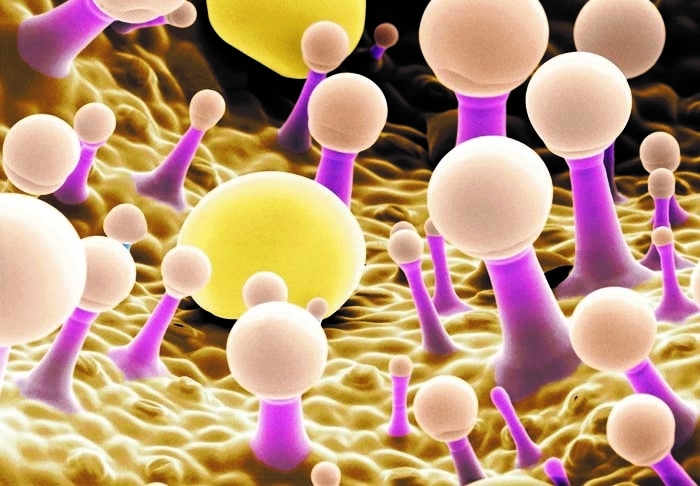 セージの葉 ©Biosphoto Andrew Syred Science Photo Library