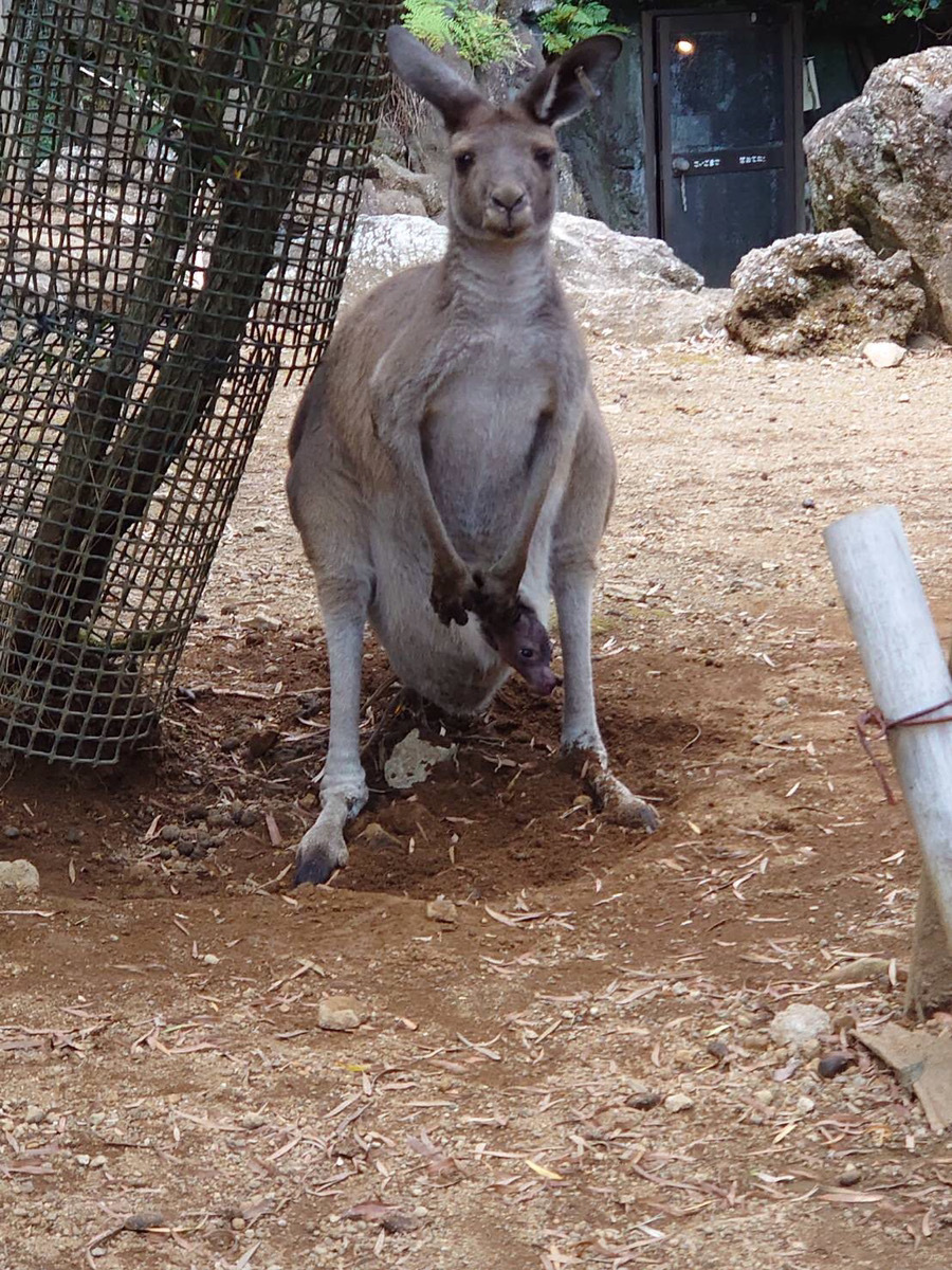 伊豆シャボテン動物公園でラマ クロカンガルー リスザル ショウガラゴの赤ちゃんが誕生 Spice Goo ニュース