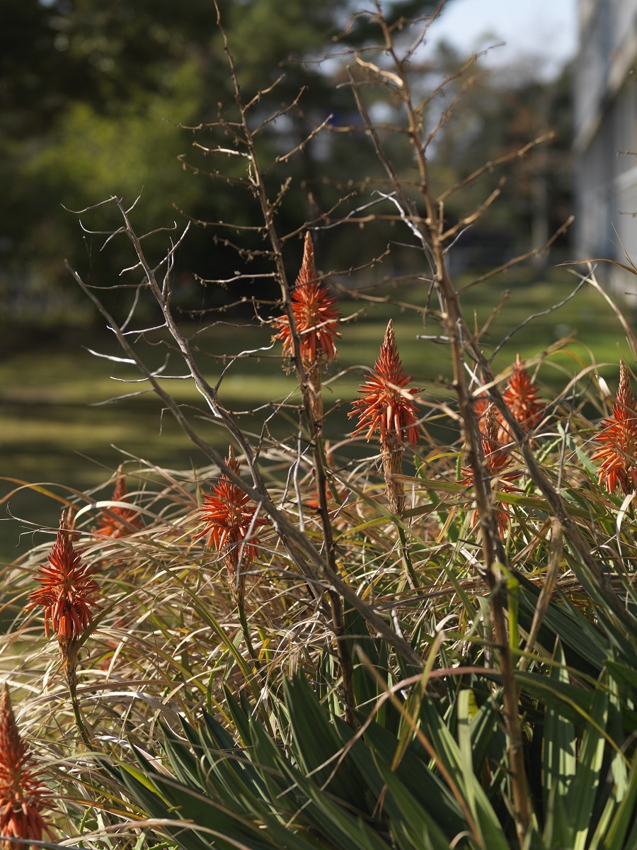 若木信吾 「キダチアロエの花」 “Aloe Flower” ©Shingo Wakagi