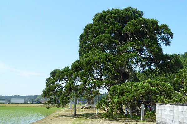 倒さ杉