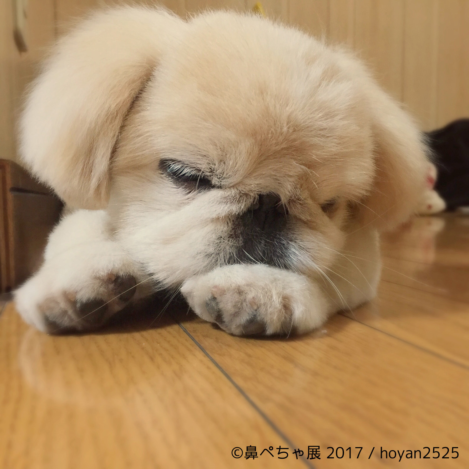 画像 ブサカワな 鼻ぺちゃ犬 の写真展が浅草橋にて開催 フレンチブルにパグにチワワまで インスタ有名犬が大集合 の画像9 Spice エンタメ特化型情報メディア スパイス