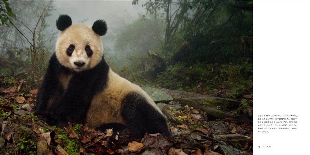 画像 かわいいだけじゃない 野生動物としてのパンダに迫る写真集 Panda Love 知られざるパンダの世界 の画像2 6 Spice エンタメ特化型情報メディア スパイス