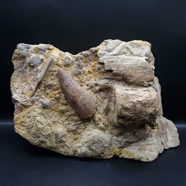 『ティラノサウルスの歯の化石(母岩)』  1,600,000円（税込）