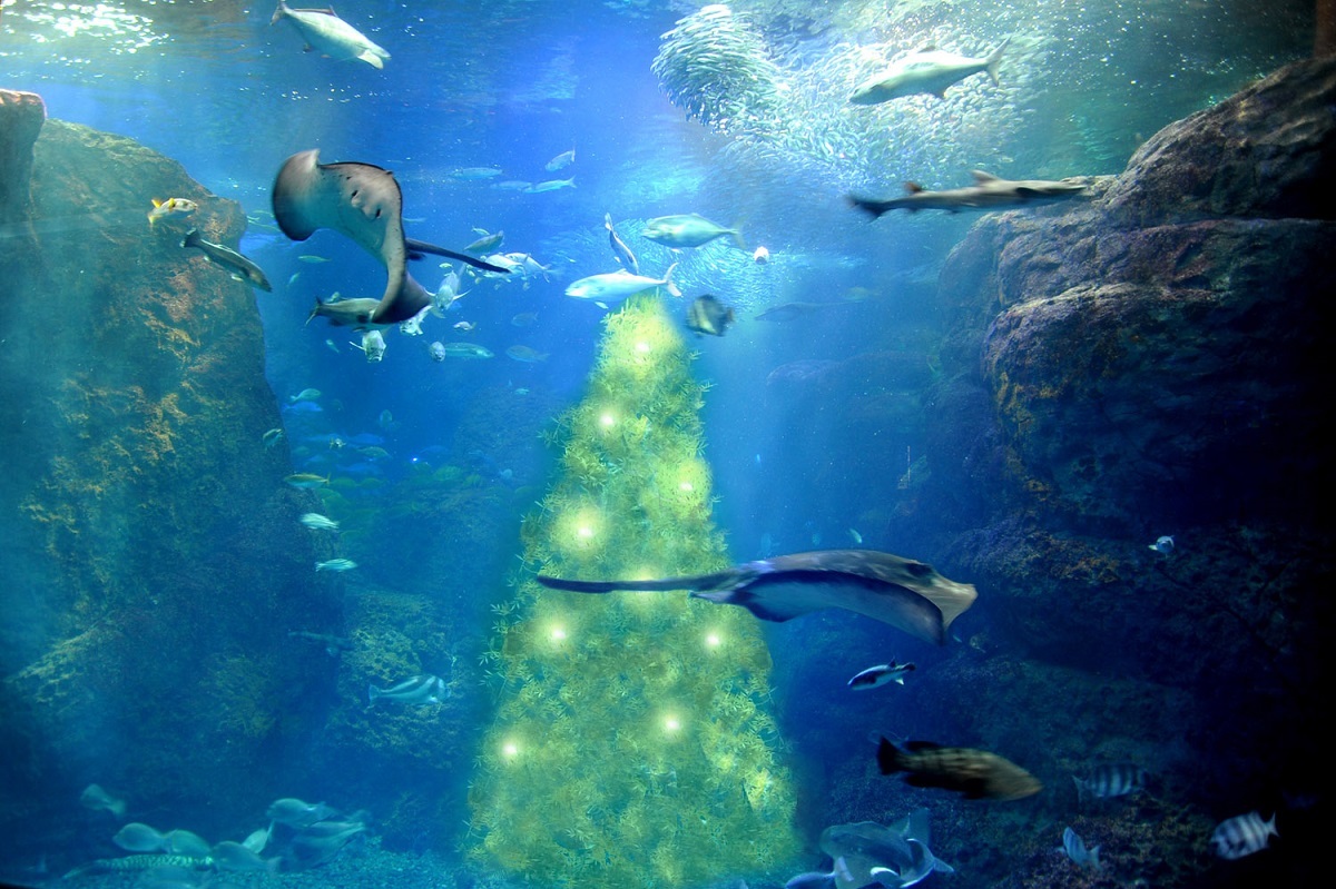 光の宿る木（新江ノ島水族館）
