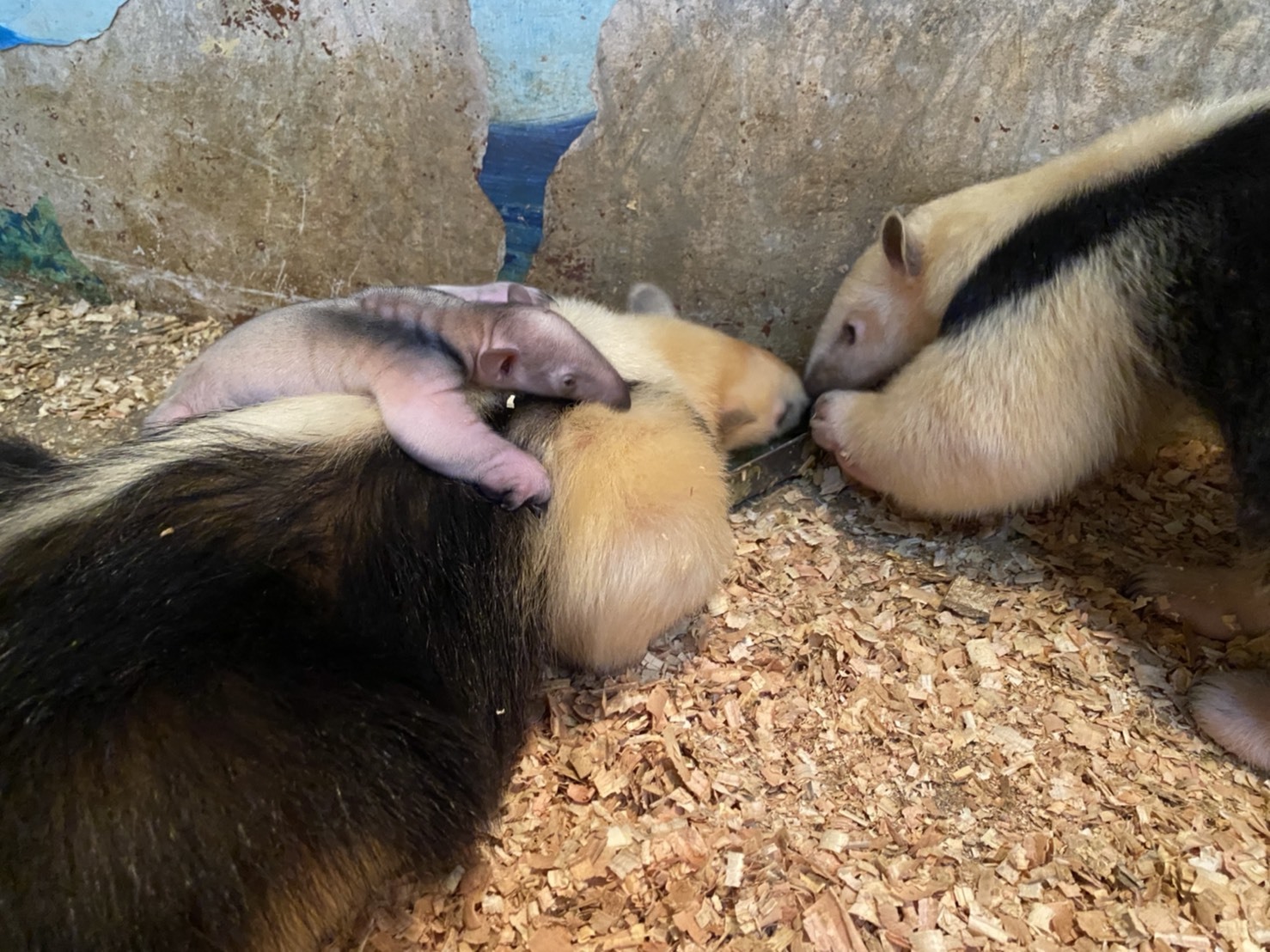 伊豆シャボテン動物公園でミナミコアリクイの赤ちゃんの様子を生配信 一般公開もスタート Spice エンタメ特化型情報メディア スパイス