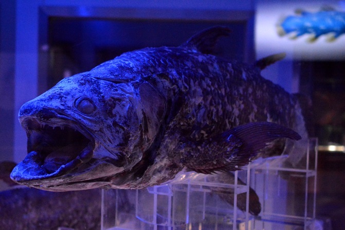 世界で唯一 シーラカンスの冷凍個体が見られる 沼津港深海水族館 Vol 1 Spice エンタメ特化型情報メディア スパイス
