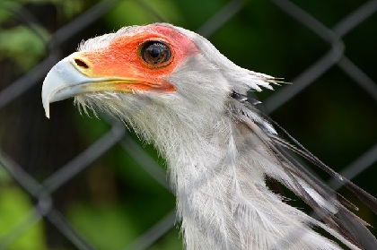 カンムリカラカラってどんな鳥？「掛川花鳥園」vol.1 | SPICE - エンタメ特化型情報メディア スパイス