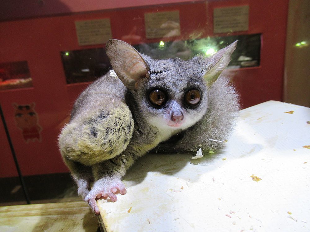 30種類以上の キモかわいい 動物を集めた キモかわいい展in大阪