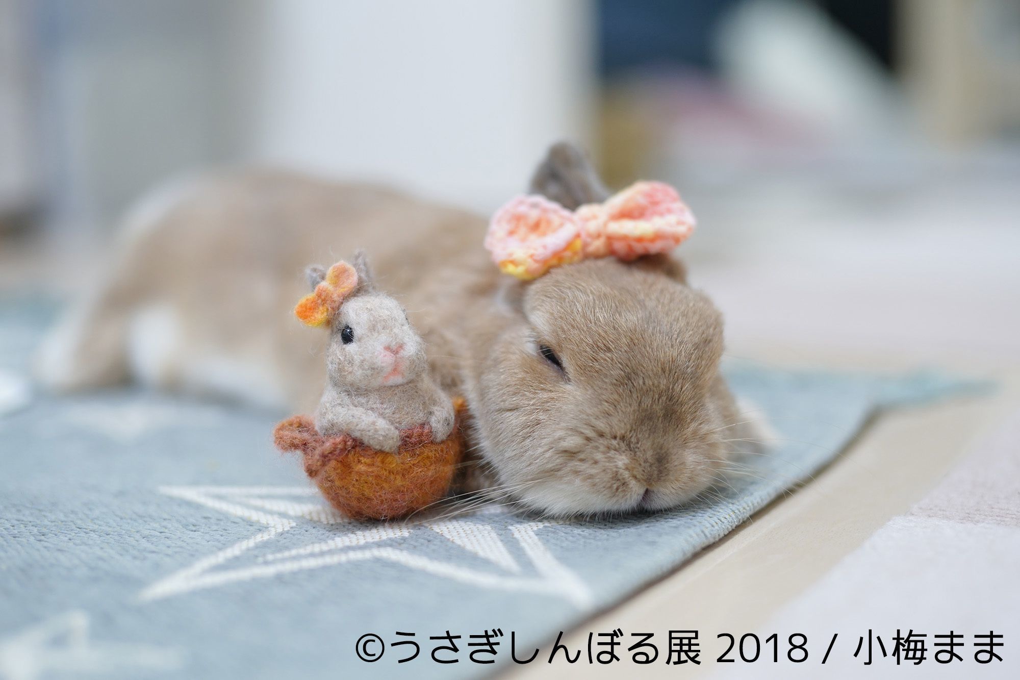 画像 うさぎの合同写真展 物販展 うさぎしんぼる展 2018 が開催