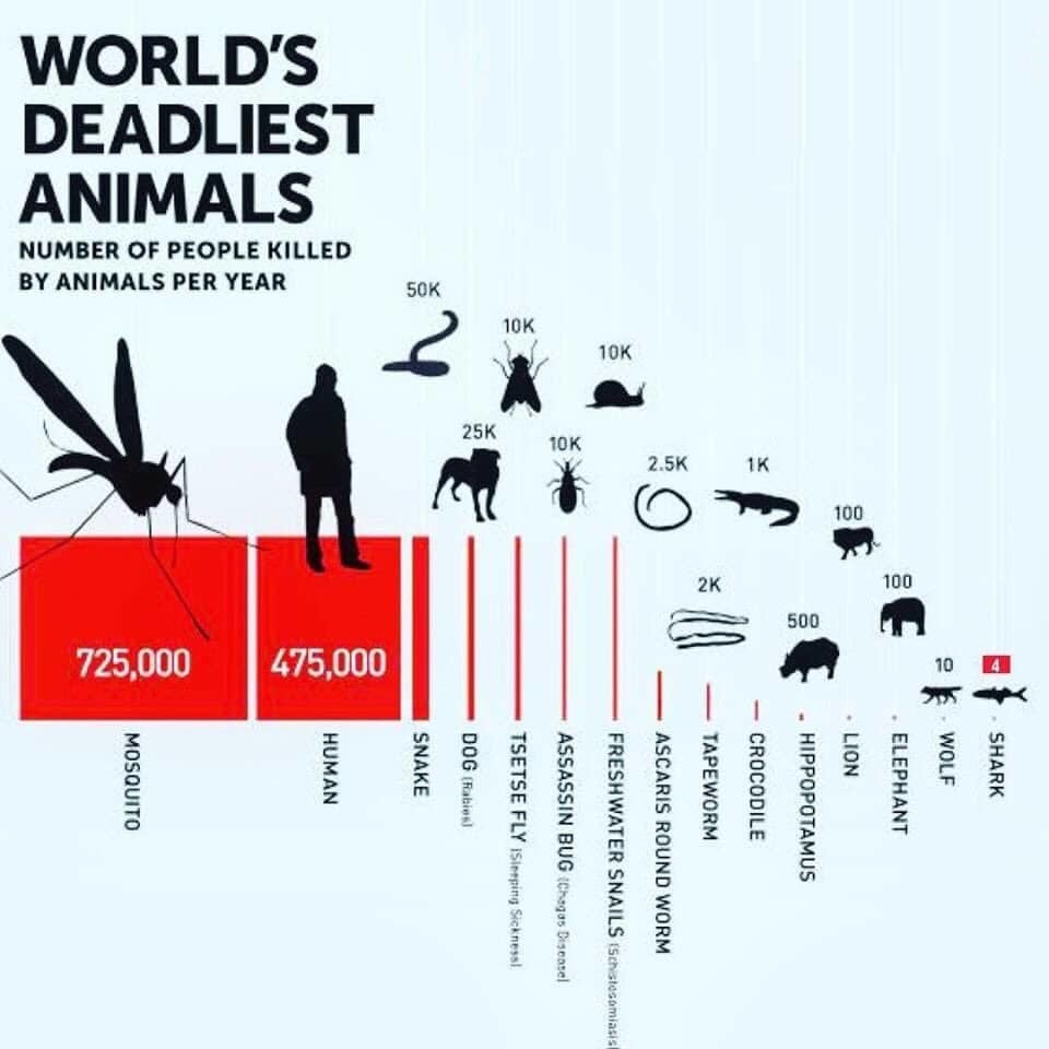 地球で最も人間を殺している生物とは シンセ番長 齋藤久師が送る愛と狂気の大人気コラム第四十四沼 だいよんじゅうよんしょう 殺人虫から身を守れ 沼 Spice Welcome To The沼 沼 皆さんはこ ｄメニューニュース Nttドコモ