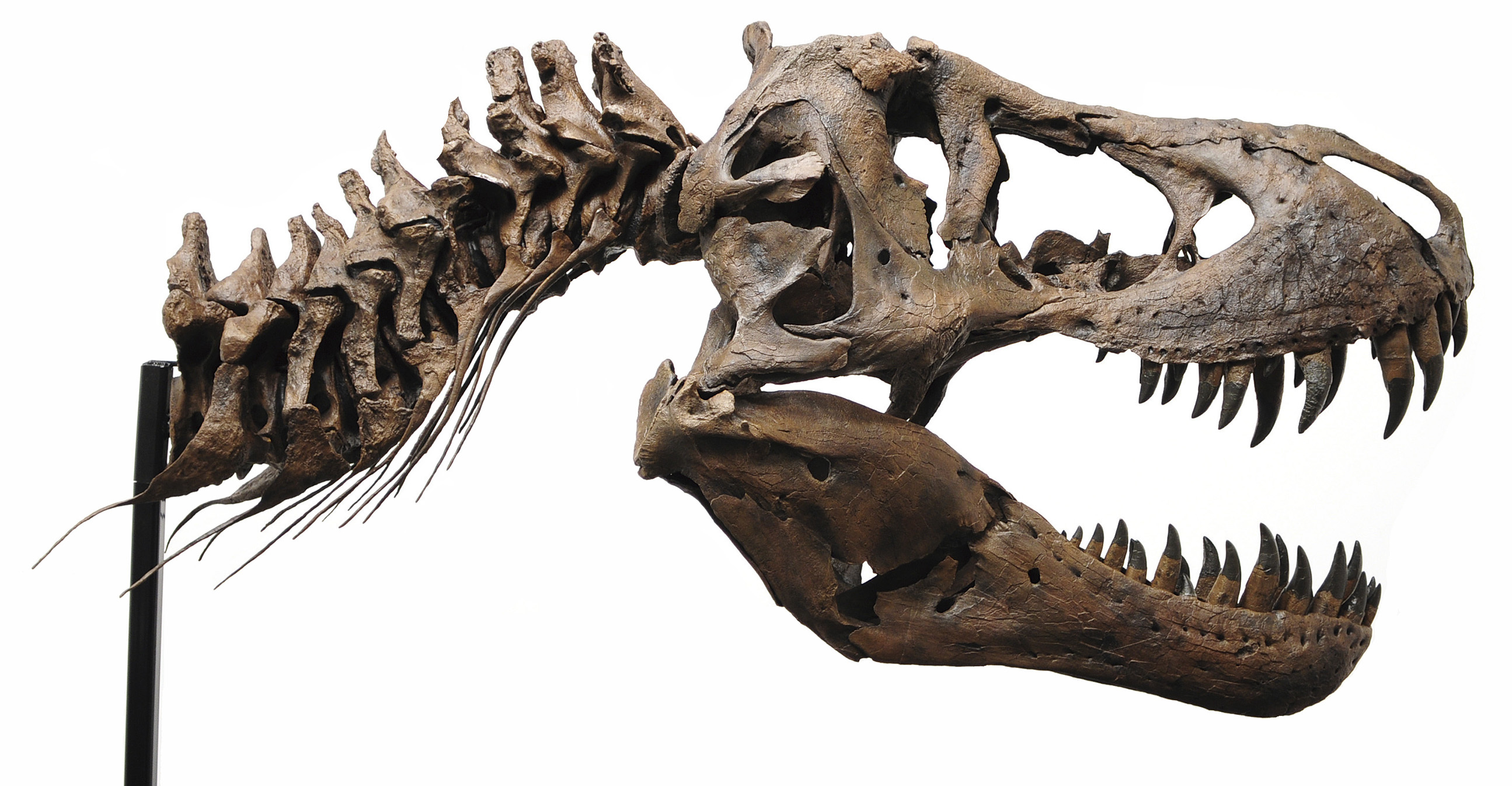 ティラノサウルスの頭骨(後期白亜紀、所蔵:福井県立恐竜博物館)