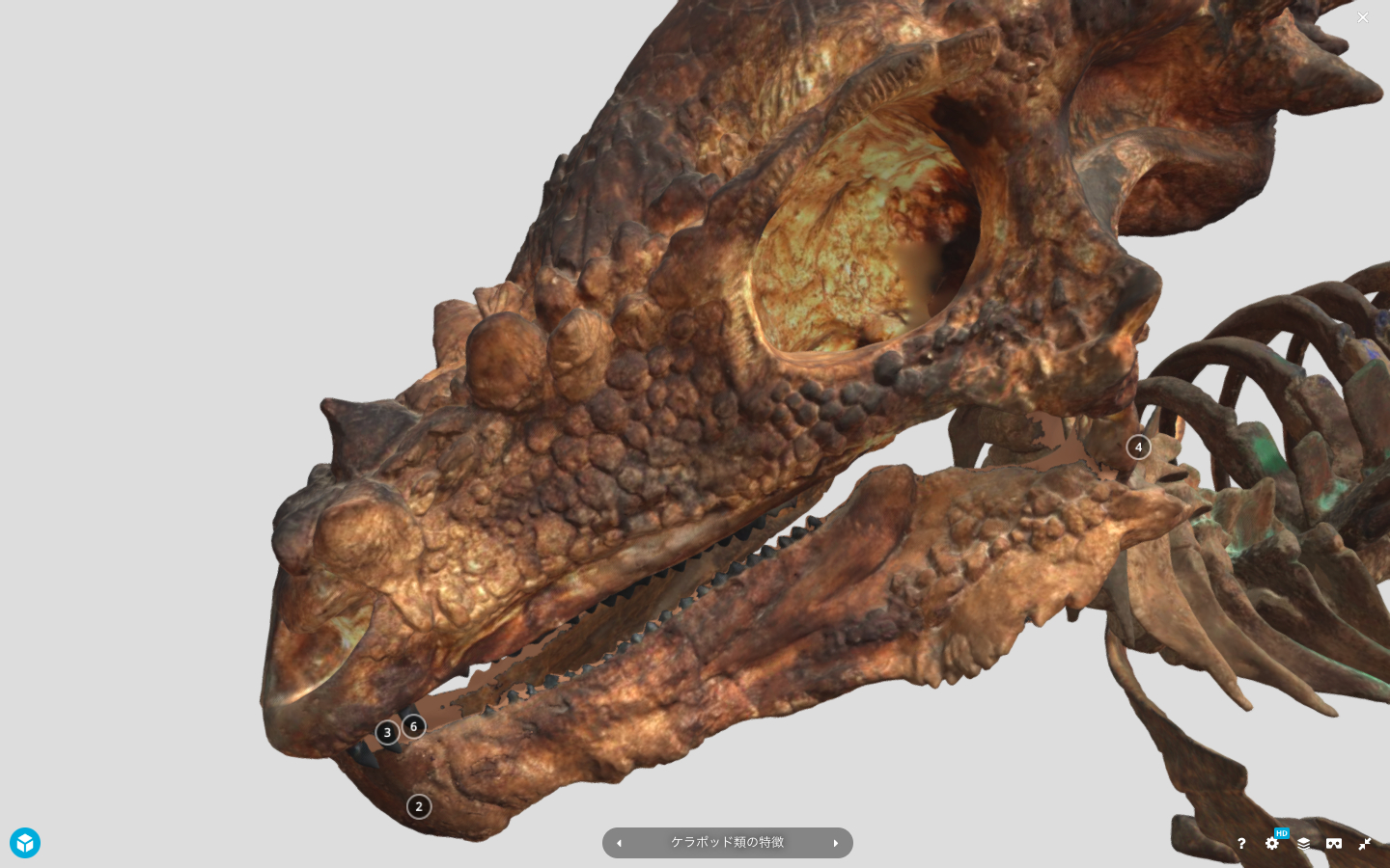 パキケファロサウルスのデジタルモデルは、質感がリアル！ （ホームページより引用：国立科学博物館）