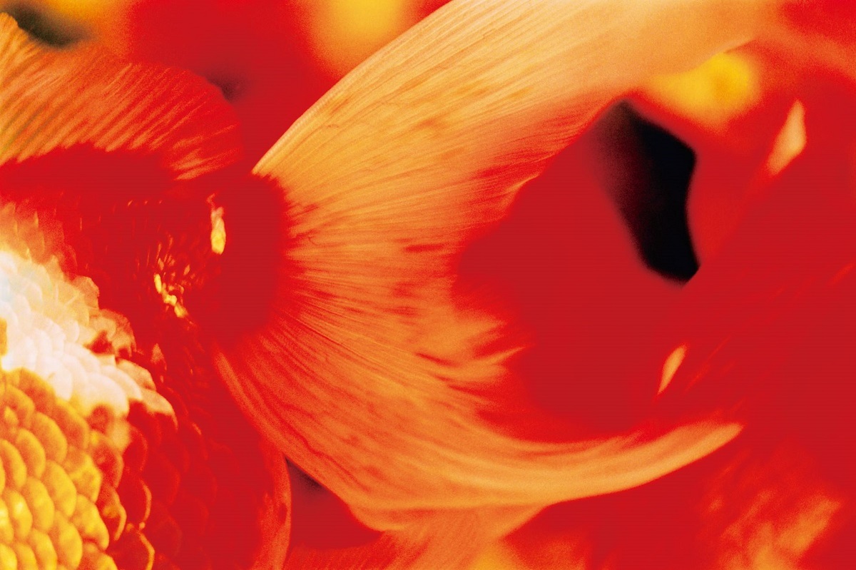 蜷川実花 Mika Ninagawa Liquid Dreams ©mika ninagawa, Courtesy of Tomio Koyama Gallery