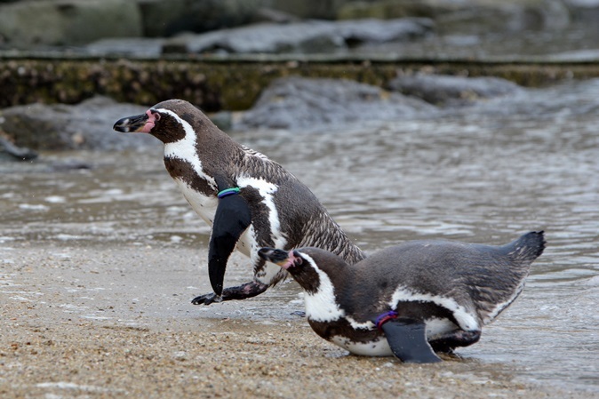 ふれあいペンギンビーチ