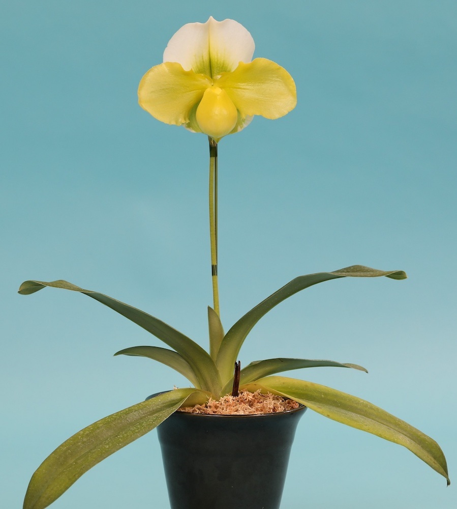 2023年 日本大賞花 Paph. Emerald Future  ‘Green Monster’