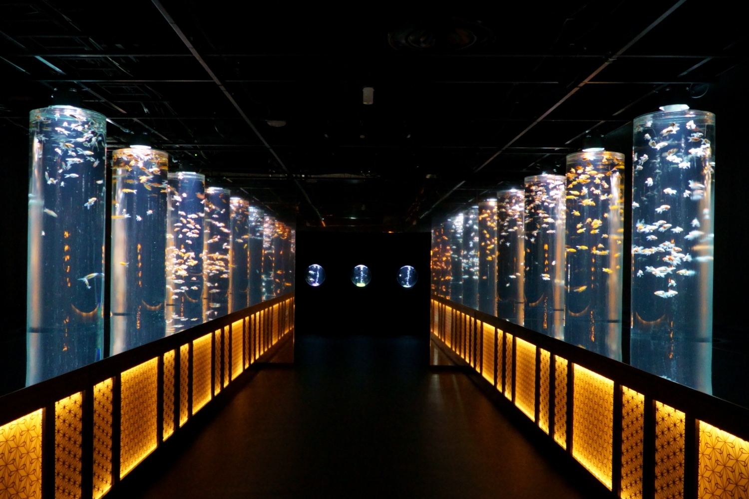 金魚の回廊