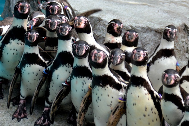 タイで 神の使い と呼ばれているナマズの仲間とは 長崎ペンギン水族館 Vol 2 Spice エンタメ特化型情報メディア スパイス