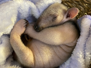 伊豆シャボテン動物公園でミナミコアリクイの赤ちゃんの様子を生配信、一般公開もスタート