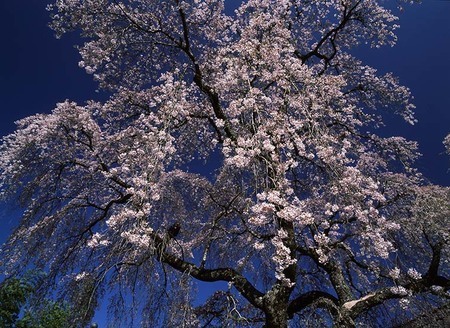 撮影：竹内敏信（愛媛県久万町、現久万高原町）