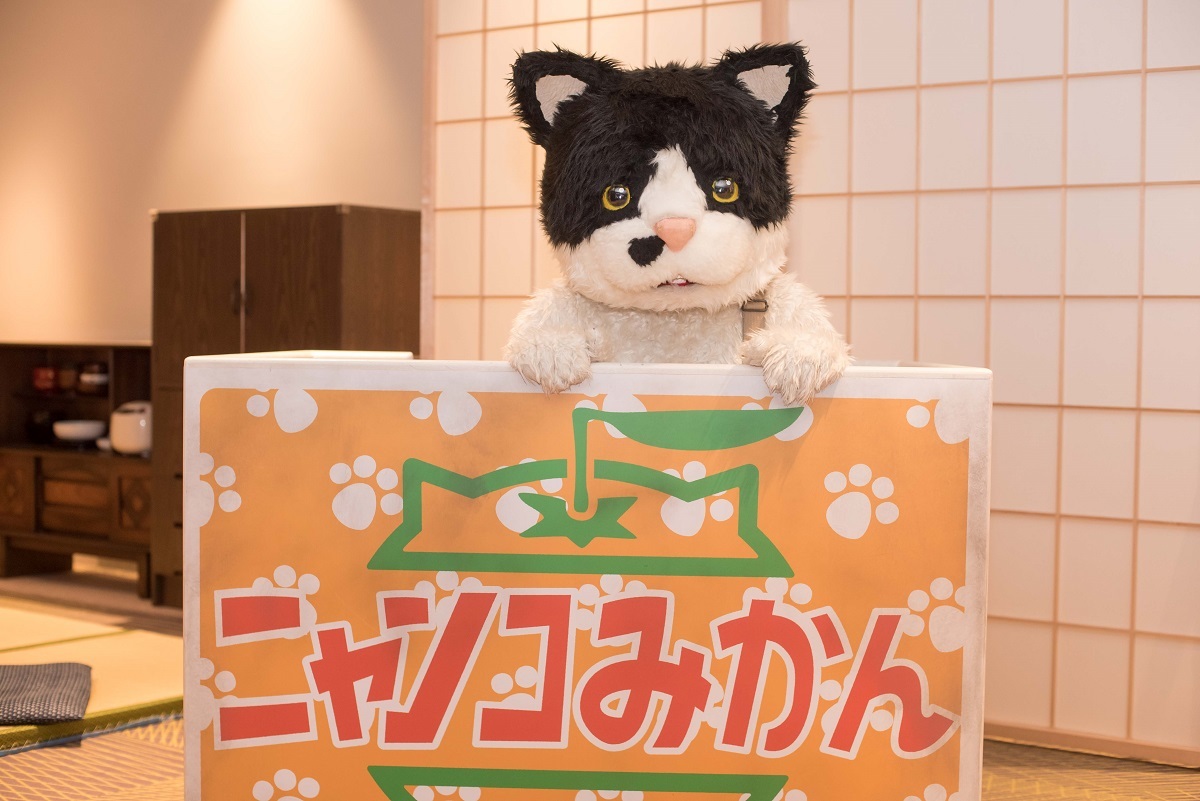 むぎ（猫） 撮影＝小野正博