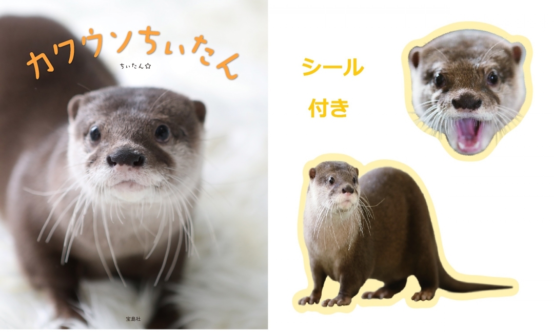 コツメカワウソのちぃたん 初のフォトブックが発売 お風呂での華麗なスイミングやバンドマンに扮した姿も公開 Spice エンタメ特化型情報メディア スパイス