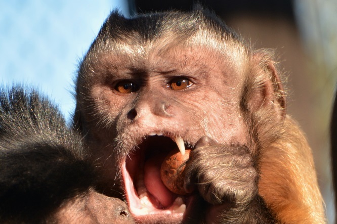 横浜市立野毛山動物園にて撮影