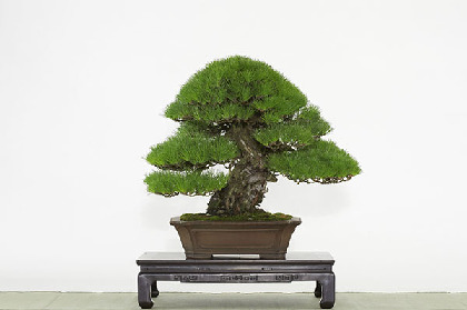 画像】全国から300席超の名品が集結！ 『日本の盆栽水石至宝展