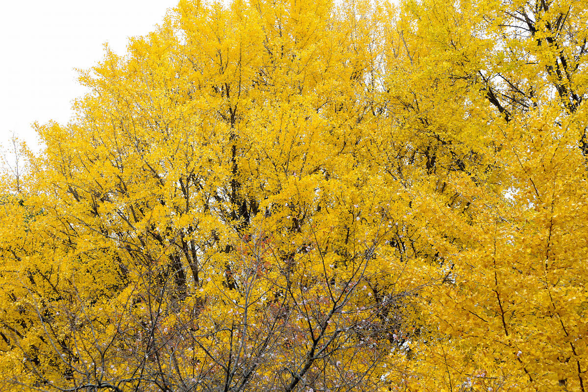 四季折々の景観も楽しい上野公園。ロケ時はギリギリ紅葉に間に合いました