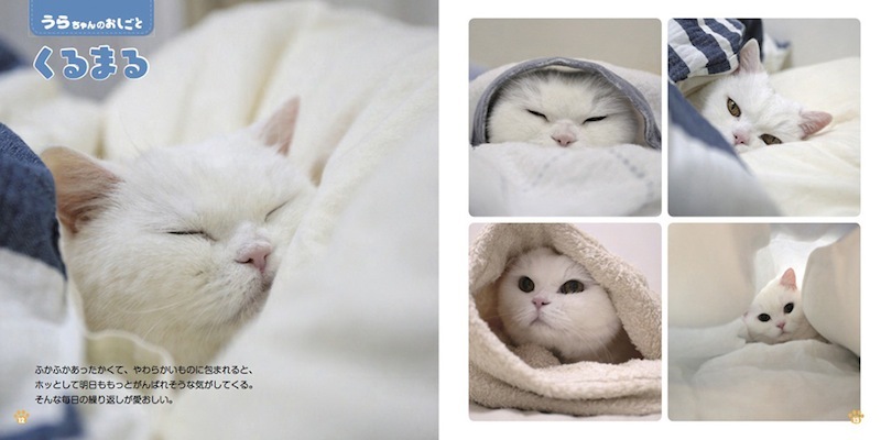 寝る パトロール 毛づくろい 猫の おしごと を紹介する写真集 ねこのおしごと が発売 Spice エンタメ特化型情報メディア スパイス