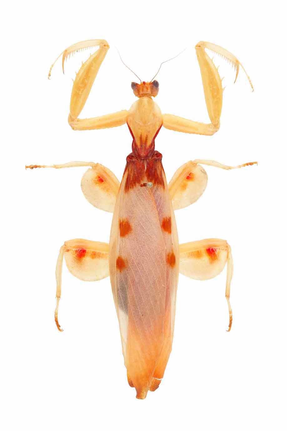 ハナカマキリ 国立科学博物館蔵