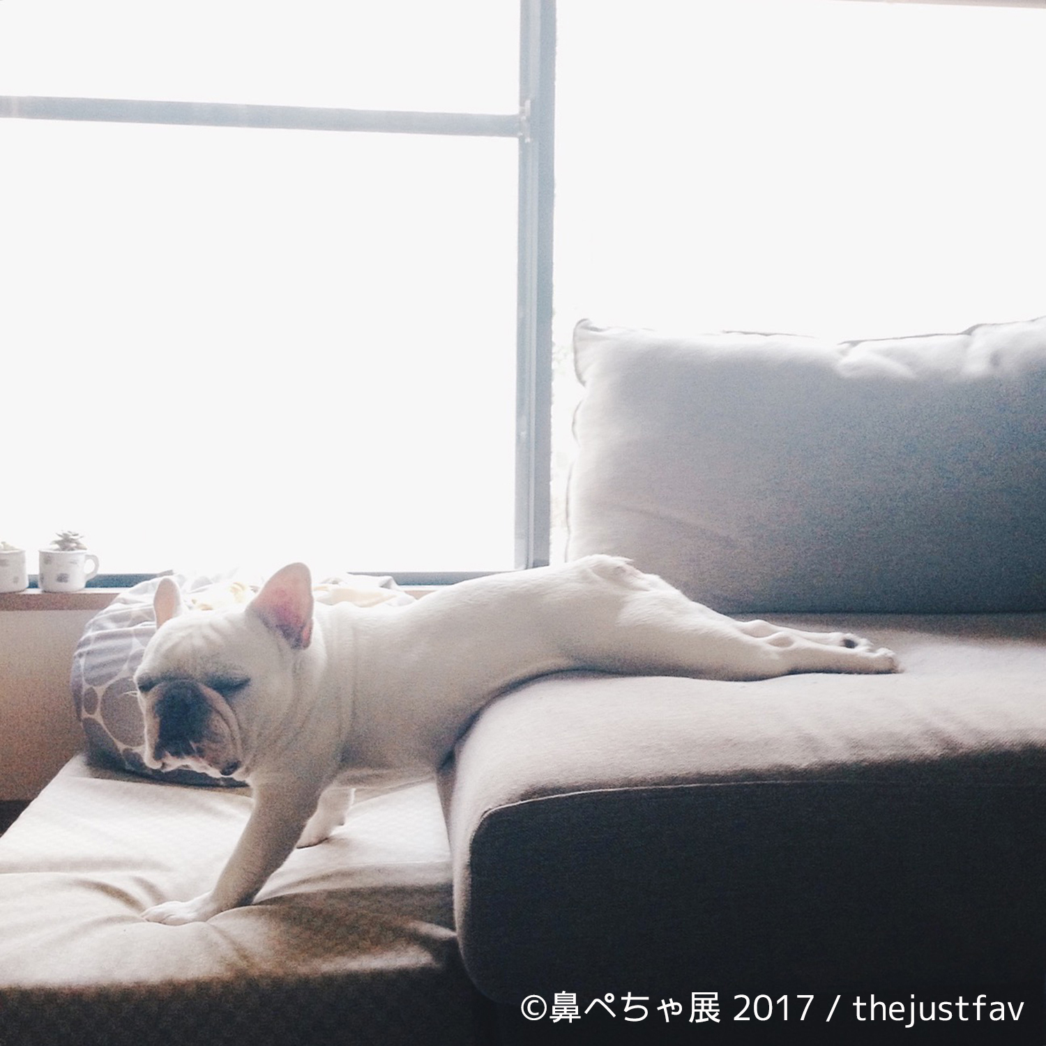 『鼻ぺちゃ展 2017』