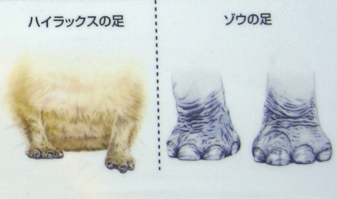 よこはま動物園ズーラシアの解説パネルより