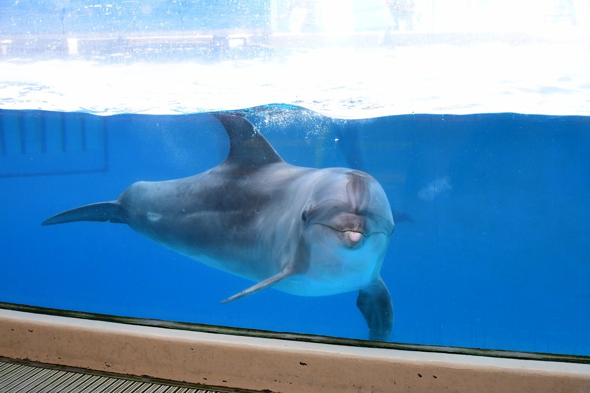 新江ノ島水族館をゆっくり満喫できる おひとりさま おふたりさま 限定夜のイベントを開催 Spice エンタメ特化型情報メディア スパイス