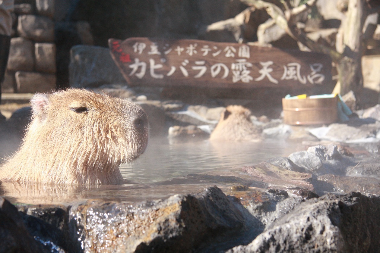 元祖カピバラの露天風呂