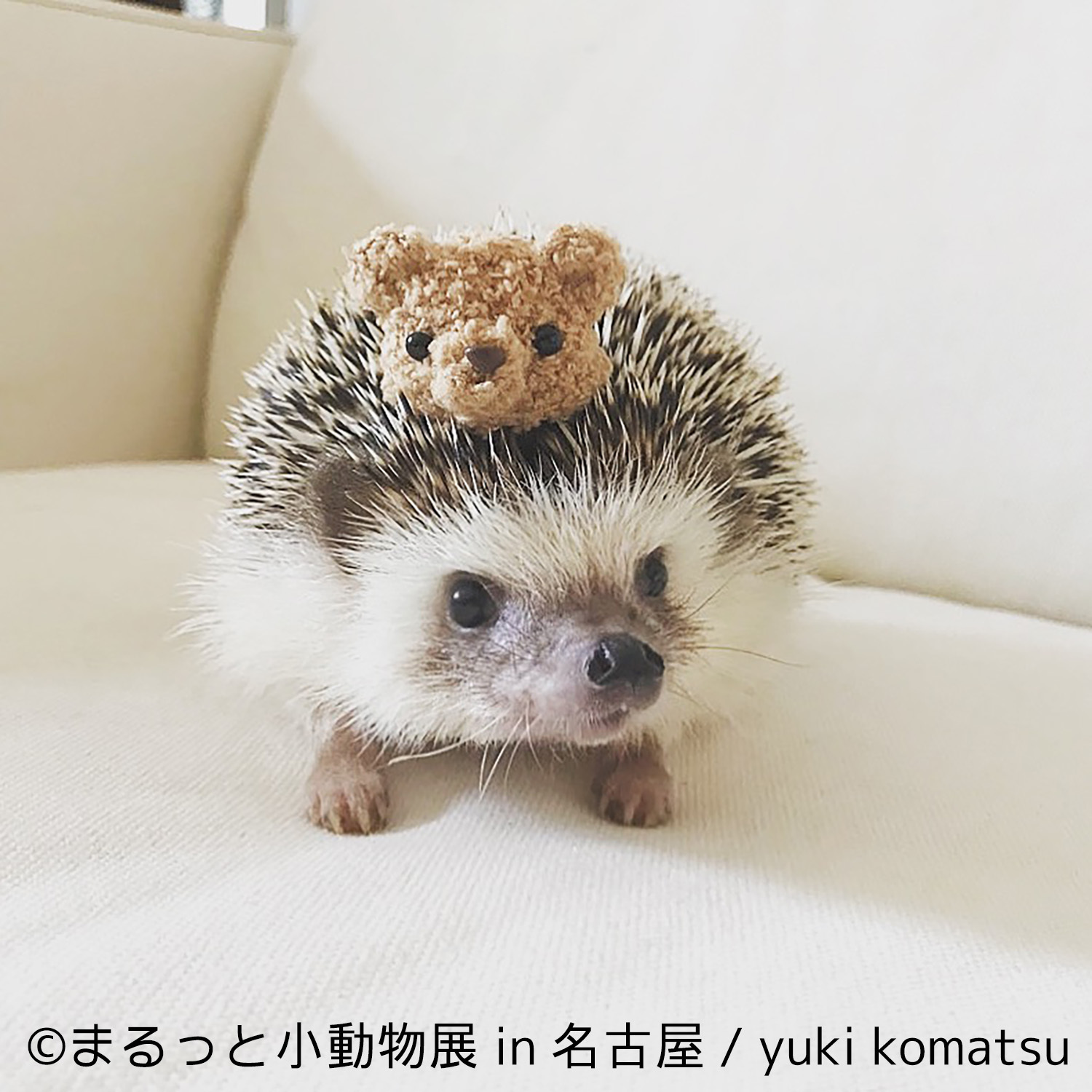 画像 ハリネズミ ハムスター リス キュートな小動物で新年初癒し まるっと小動物展 名古屋で1月に開催 の画像6 13 Spice エンタメ特化型情報メディア スパイス