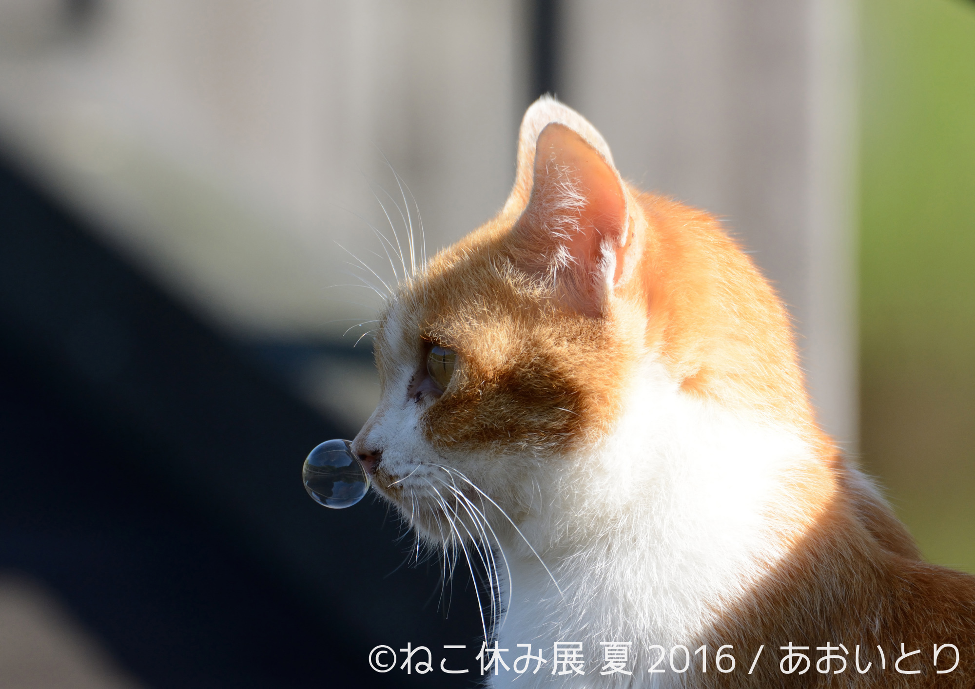 『ねこ休み展』