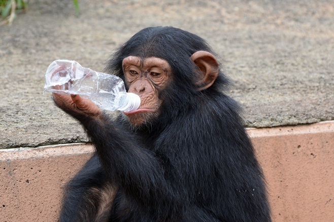 ペットボトルに自分で水を入れて、その水を飲むチンパンジー