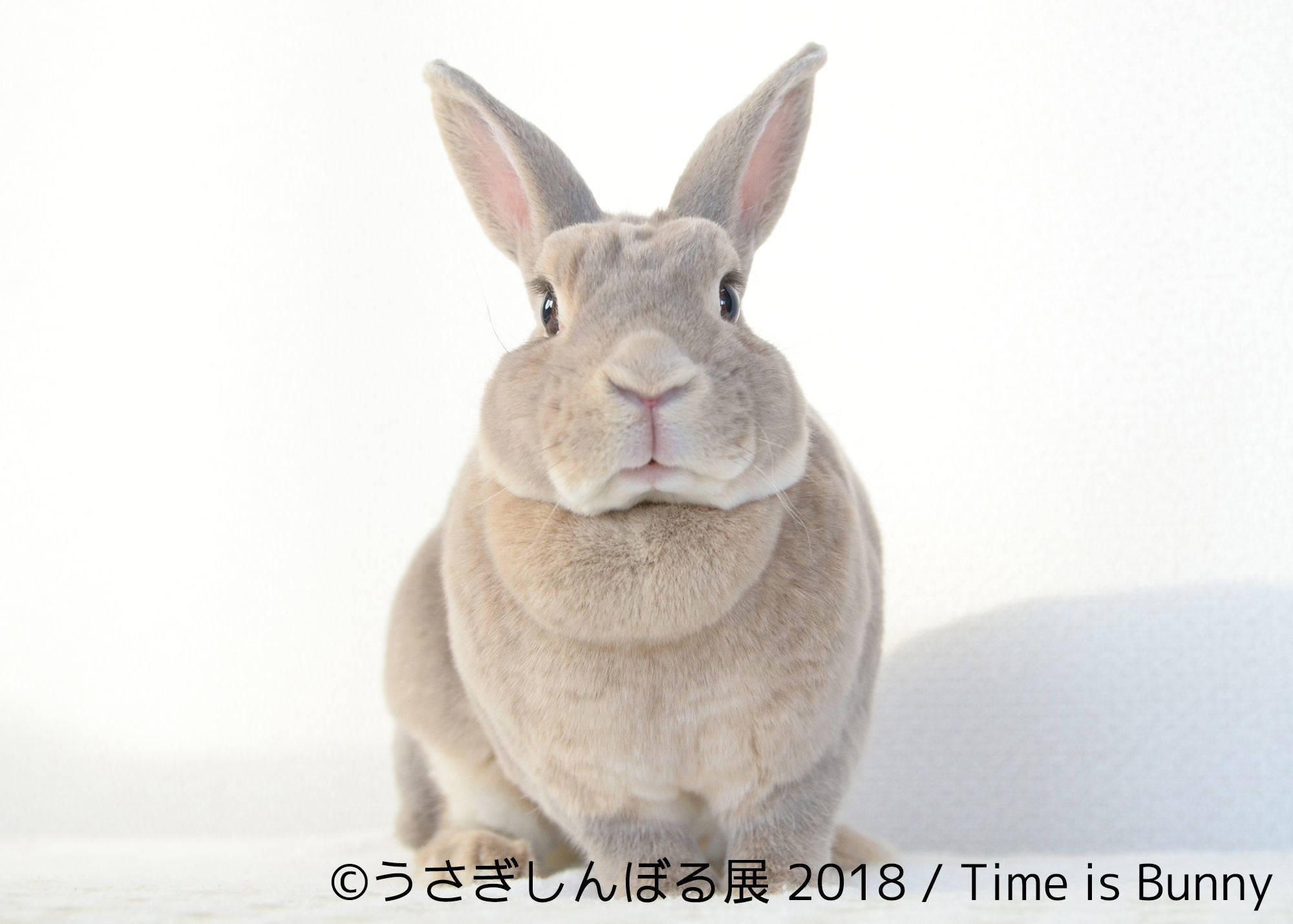 うさぎの合同写真展 物販展 うさぎしんぼる展 18 が開催 トータルsnsフォロワー数100万人超えのクリエイターが集結 Spice エンタメ特化型情報メディア スパイス