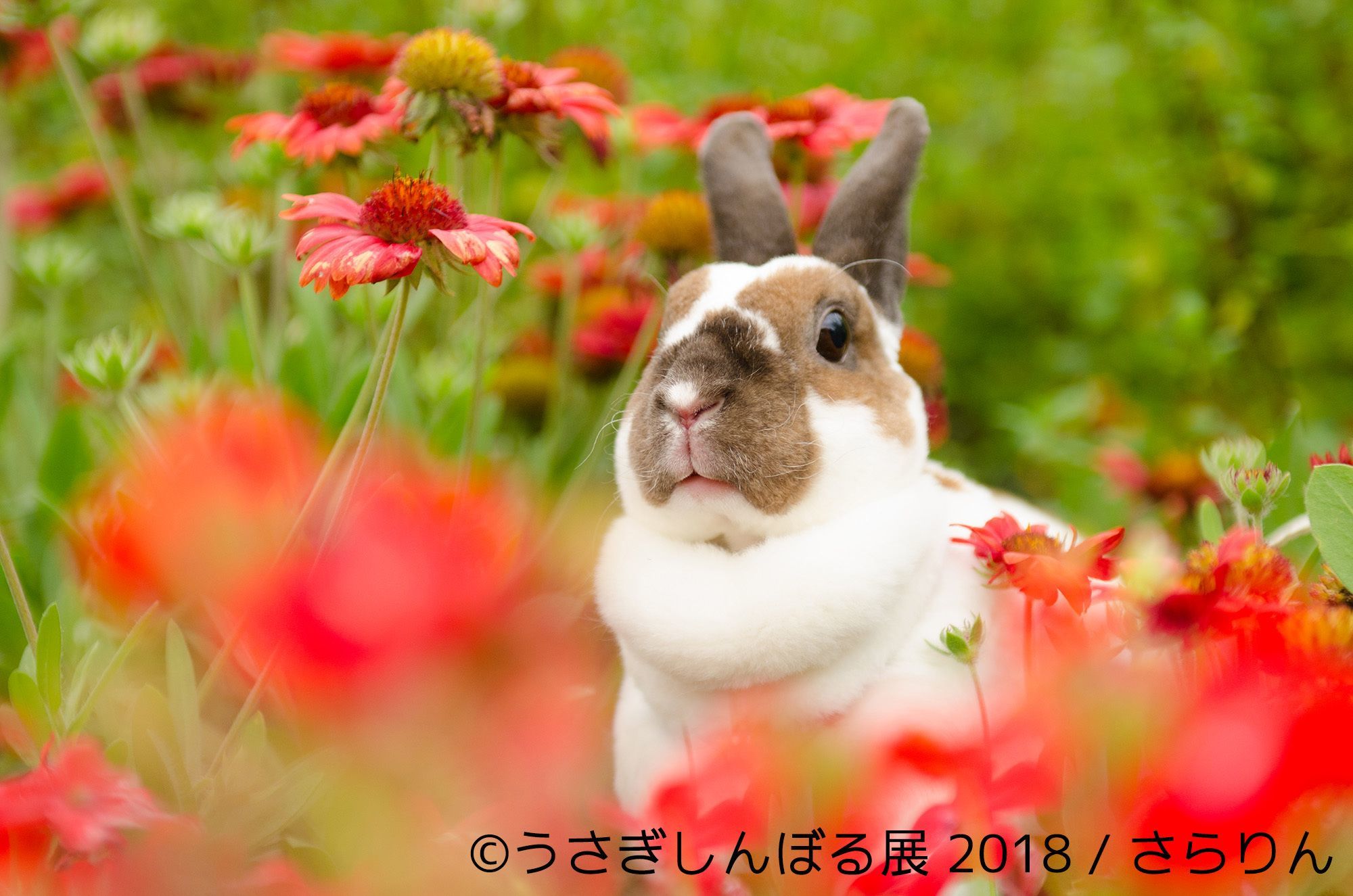 画像 うさぎの合同写真展 物販展 うさぎしんぼる展 18 が開催 トータルsnsフォロワー数100万人超えのクリエイターが集結 の画像13 19 Spice エンタメ特化型情報メディア スパイス