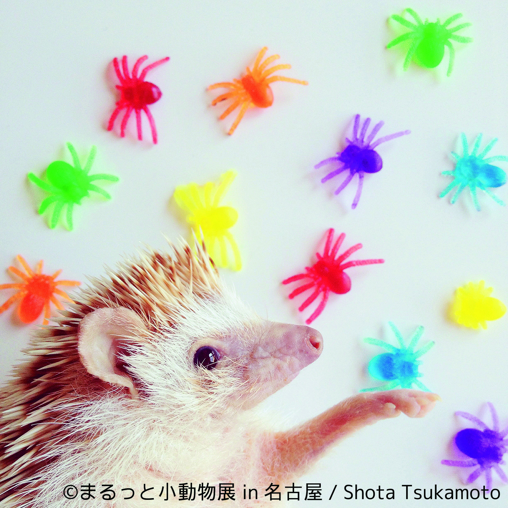 ハリネズミ ハムスター リス キュートな小動物で新年初癒し まるっと小動物展 名古屋で1月に開催 Spice ギャラリー Todays Gallery Studio Nagoya ｄメニューニュース Nttドコモ