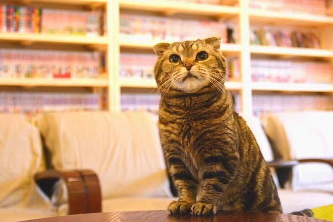 10年以上通い続ける常連さんも 関東最古の猫カフェ ねこのみせ 町田 Spice エンタメ特化型情報メディア スパイス