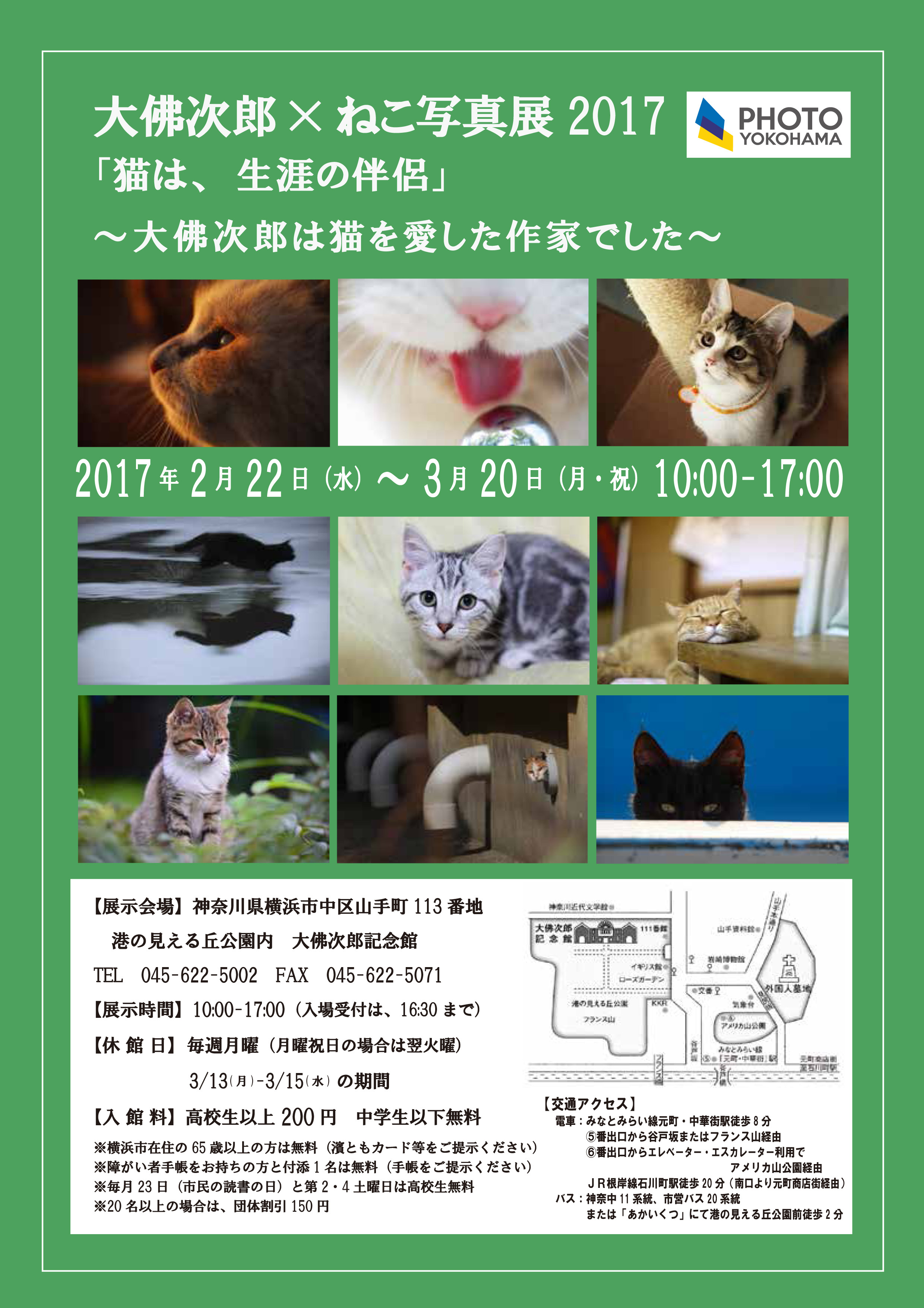 画像 ねこ写真展17 が大佛次郎記念館で開催に 謎解きや街コンイベントもあわせて実施 の画像6 7 Spice エンタメ特化型情報メディア スパイス