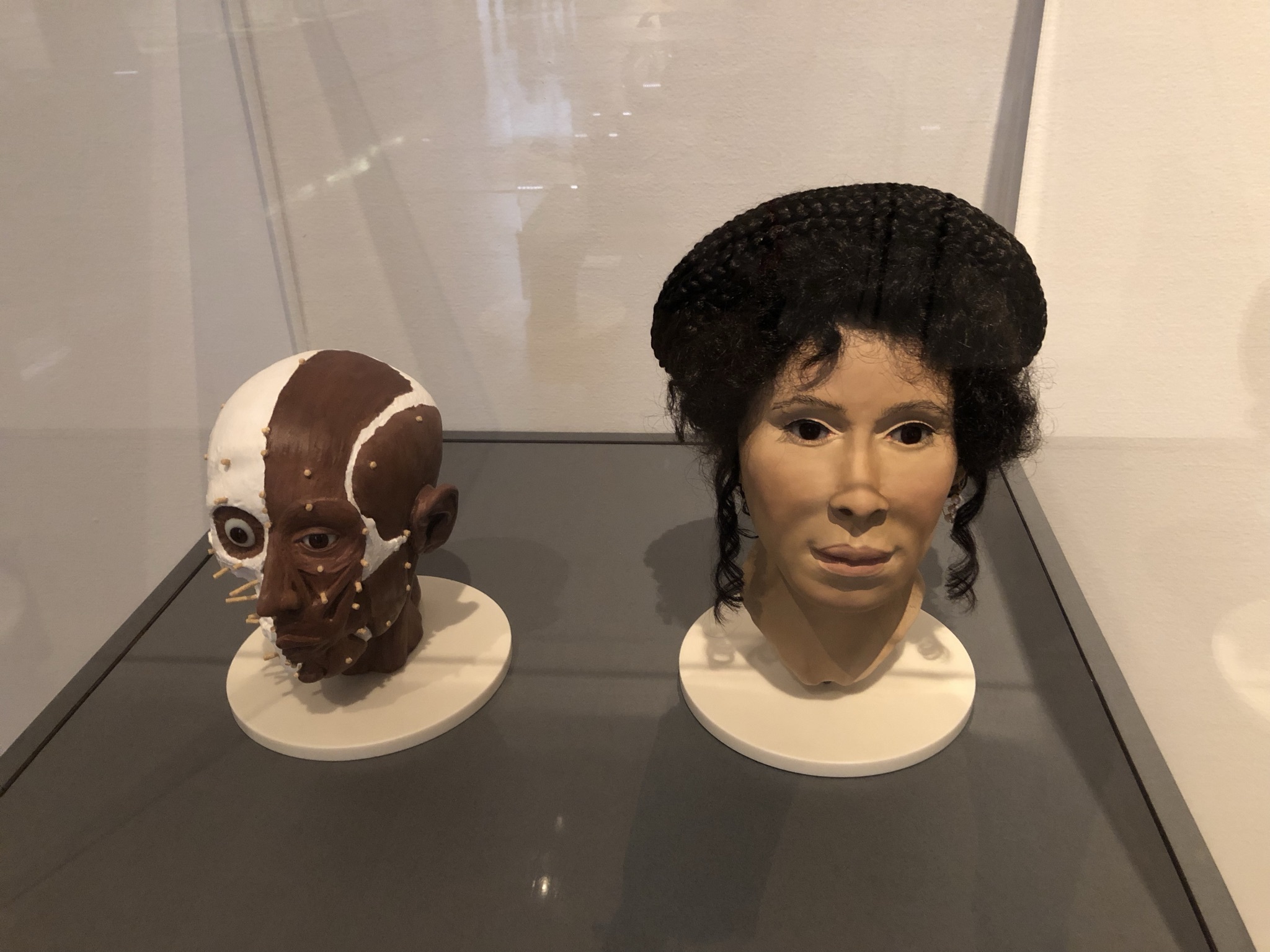 センサオスの顔の復元模型（右）センサオスの顔の復元家庭を示した模型（左）