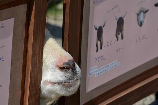 こんな隙間からもエサをおねだり！