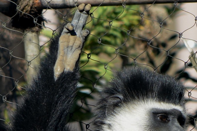 手（前足）の指は4本（よこはま動物園ズーラシアにて撮影）