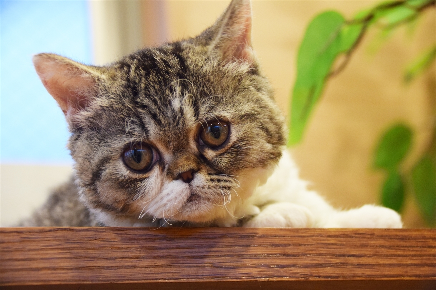 短足ネコ専門の猫カフェに 希少種 ラムキン の ブサカワ 看板娘 姫が店頭デビュー Spice エンタメ特化型情報メディア スパイス