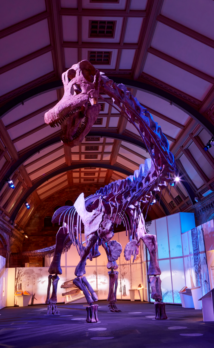 パタゴティタン・マヨルムの全身復元骨格 (c) Trustees of the NHM, London