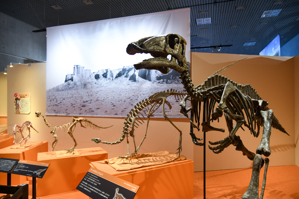 手前：「バクトロサウルス」 福井県立恐竜博物館蔵