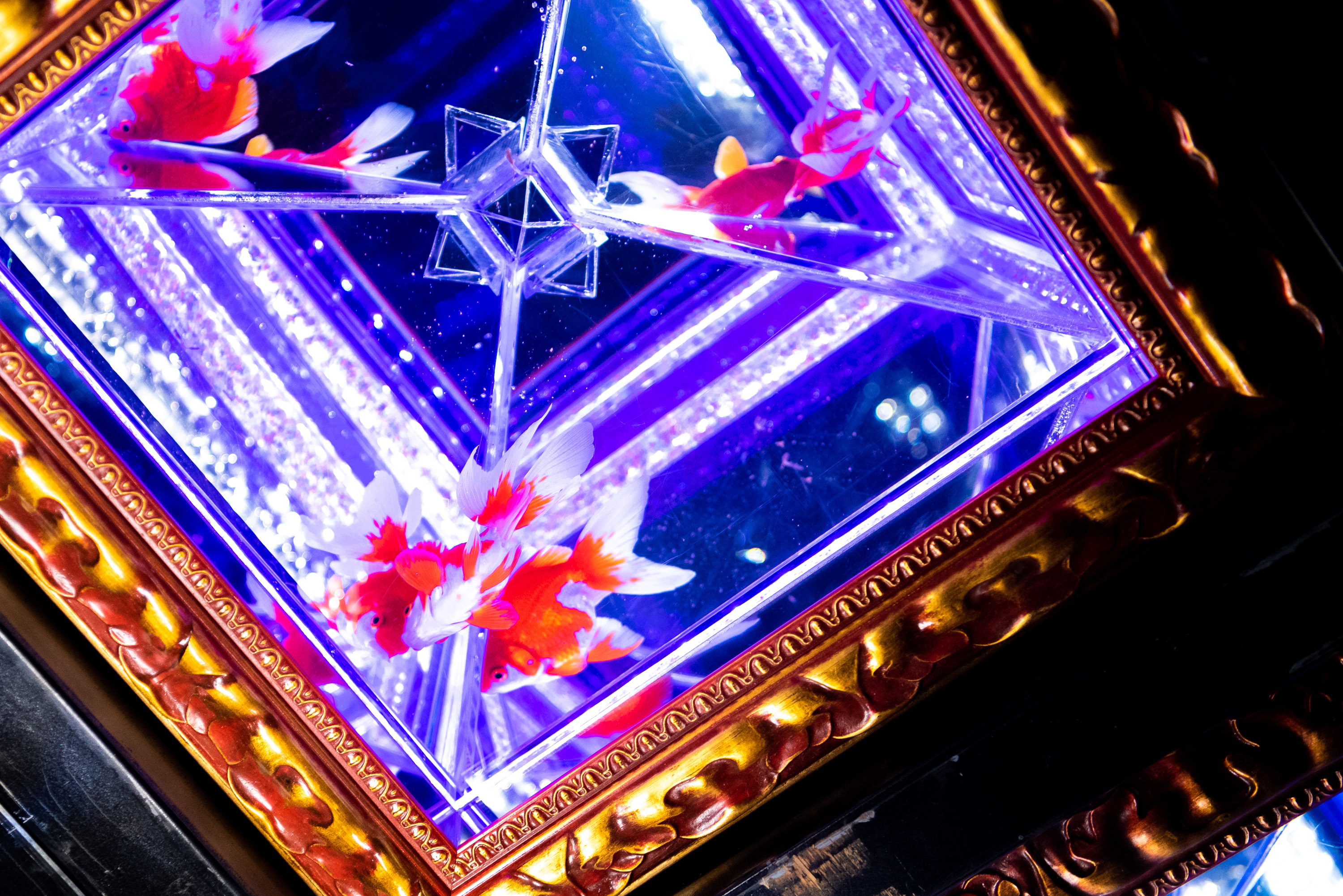 『アートアクアリウム展〜大阪・金魚の艶〜』