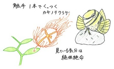 飼育スタッフの手描きイラストも登場